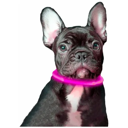 LED нашийник для собак універсальний з регульованою довжиною 10-70 см ∙ USB зарядка ∙ 3 режими свічення ошийника LED нашийник для собак універсальний з регульованою довжиною 10-70 см ∙ USB зарядка ∙ 3 режими свічення ошийника