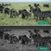 Фотопастка для полювання, охорони з датчиком руху DL001 · Автоматичний відеореєстратор із захистом IP66 Фотопастка для полювання, охорони з датчиком руху DL001 · Автоматичний відеореєстратор із захистом IP66
