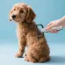 Щітка для вичісування шерсті • Чесалка для тварин Pet Comb Щітка для вичісування шерсті • Чесалка для тварин Pet Comb